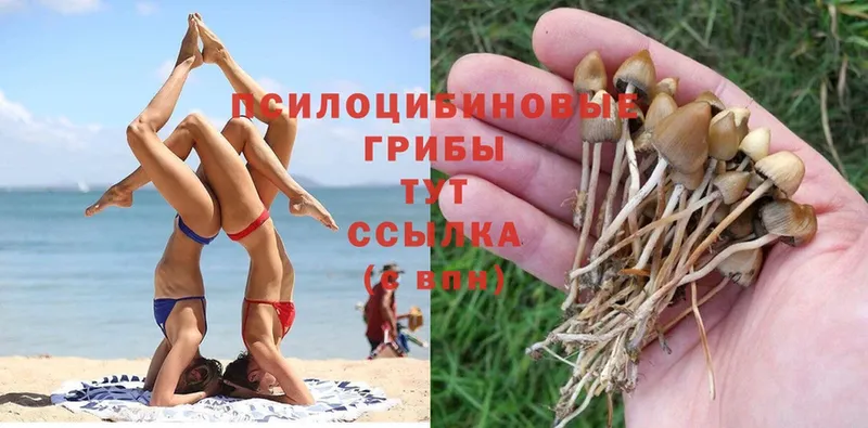 цены   Ардон  Галлюциногенные грибы Psilocybe 